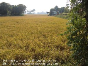 タイ収穫を待つ雨季米